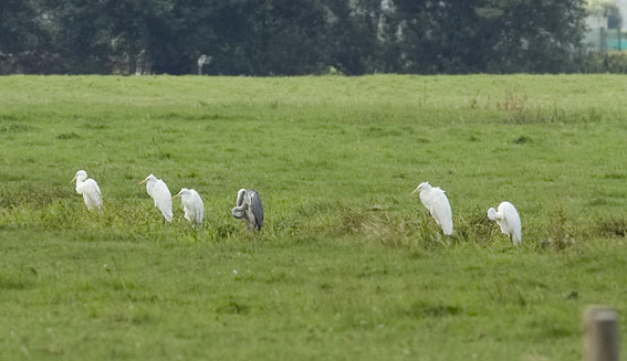 Grotezilverreigers130807